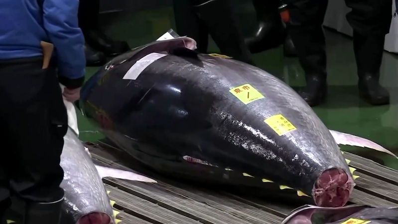 Za jediného tuňáka zaplatil zájemce 41 milionů